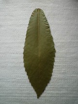 mode-demploi-cerf-volant-feuille-1-161x215