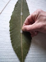 mode-demploi-cerf-volant-feuille-4-161x215