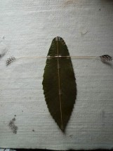 mode-demploi-cerf-volant-feuille-6-161x215