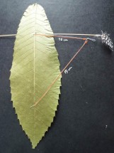 mode-demploi-cerf-volant-feuille-8-161x215